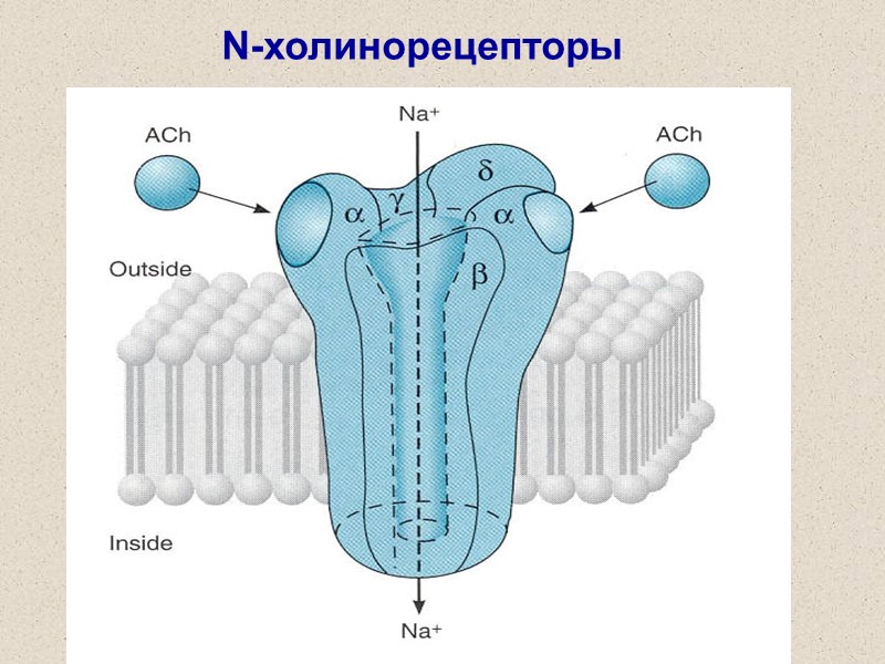 N-холинорецепторы